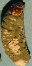 infected pine weevil larvae